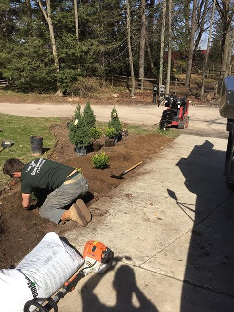 Crew setting out potted shrubs before planting