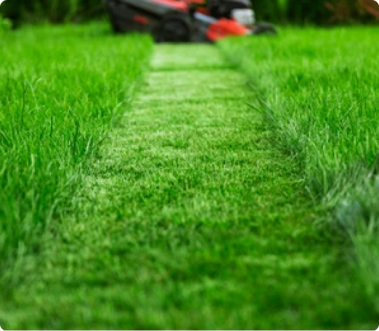 winter clean up landscaping