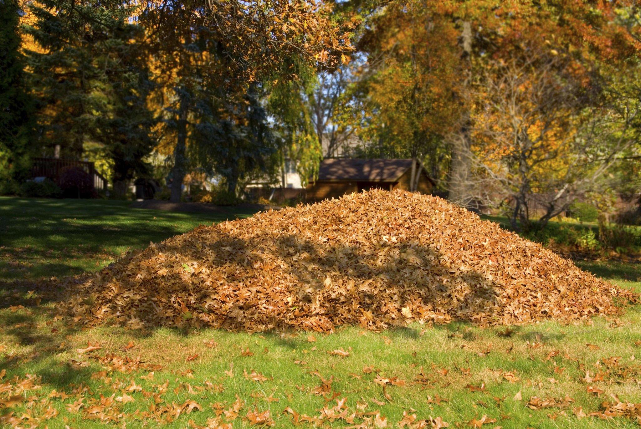 Large pile of raked fall leaves on a lawn