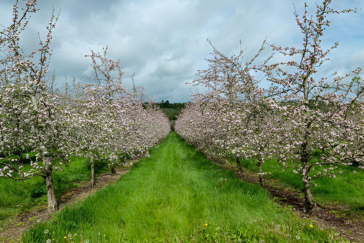 Blooms Landscaping Services-Hardscape-Landscaping | How Often Should You Prune Trees and Shrubs in Washtenaw County?
