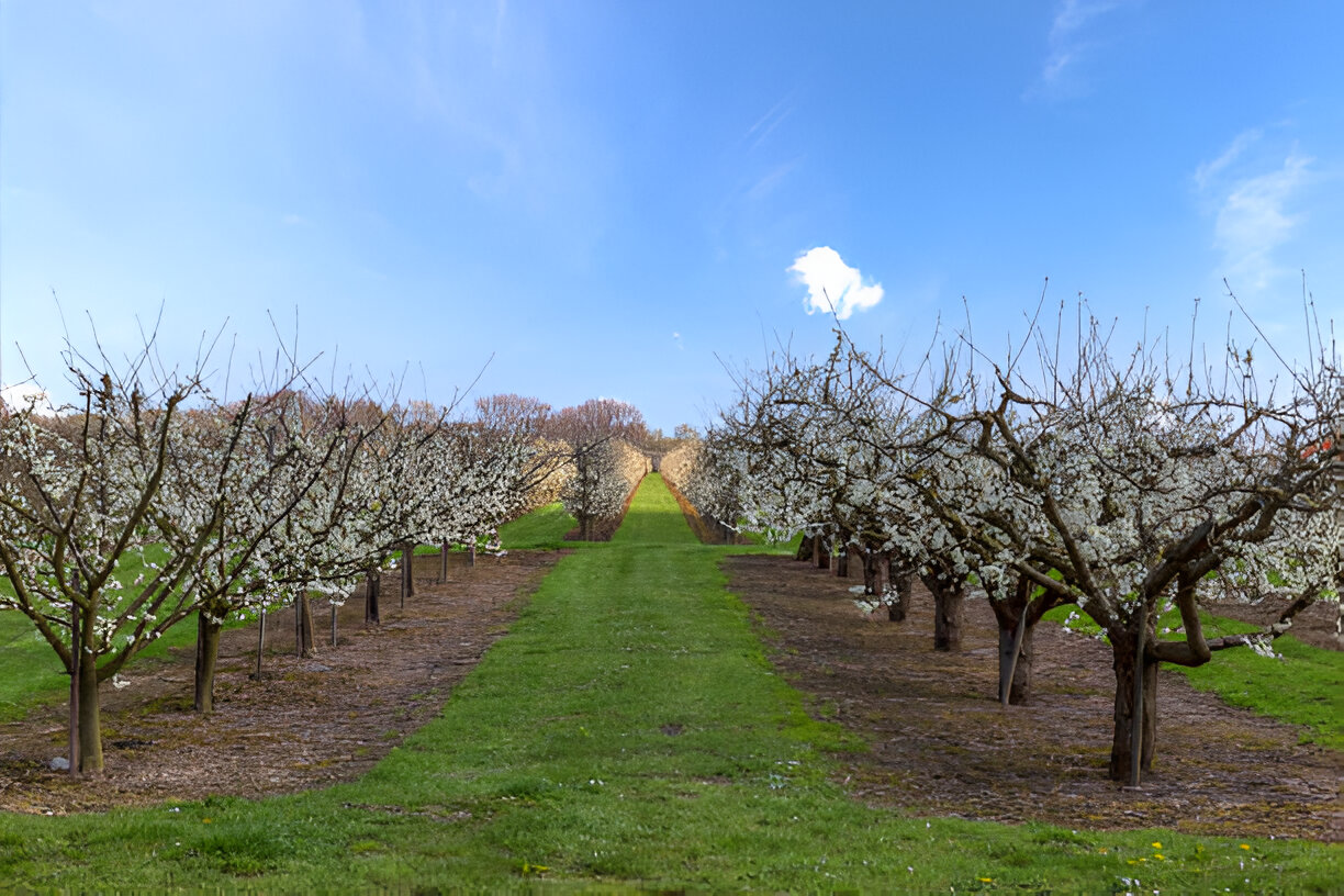Blooms Landscaping Services-Hardscape-Landscaping | How Often Should You Prune Trees and Shrubs in Washtenaw County?